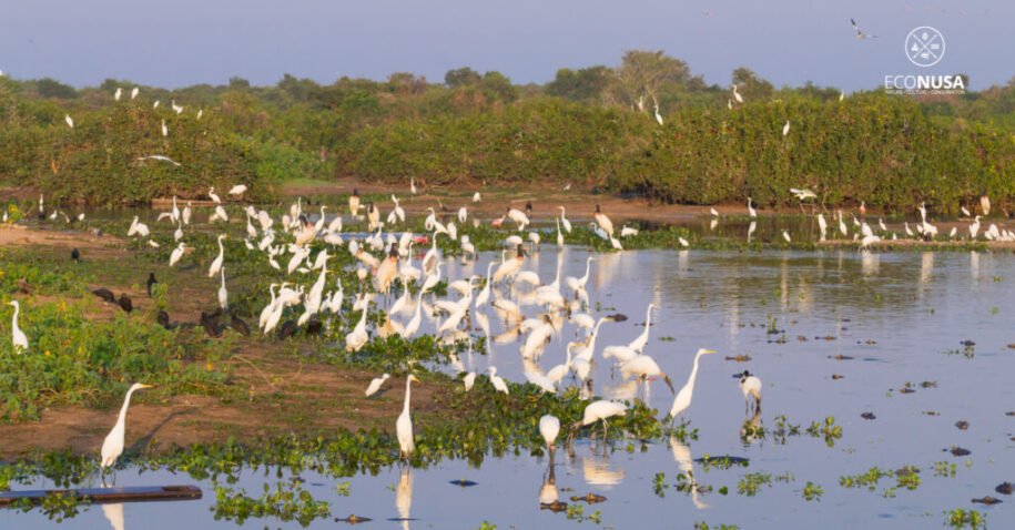 Taman Nasional Wasur: Surga Keanekaragaman Hayati di Papua