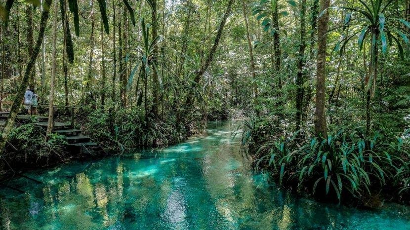 🌿 Wisata Edukatif di Sorong: Jejak Perang Dunia II dan Keajaiban Hutan Mangrove Aimas