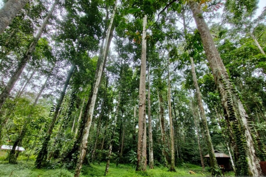 Serunya Akhir Pekan di Taman Wisata Alam Sorong: Tempat Rekreasi Keluarga di Tengah Kota