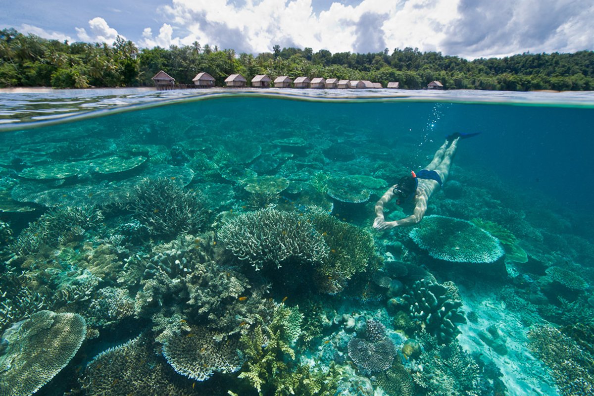 Snorkeling dan Diving di Perairan Sorong: Menyelami Surga Bawah Laut Papua