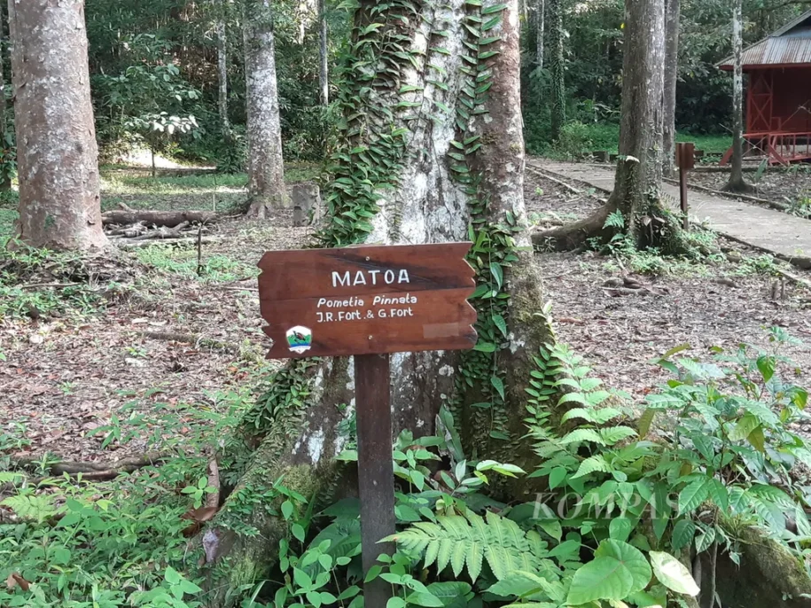 Eksotisme Taman Wisata Alam Sorong: Surga Tersembunyi di Tanah Papua